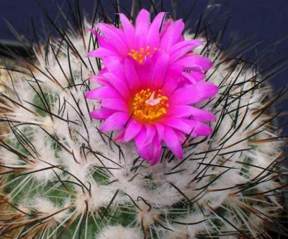 Gymnocactus_viereckii_1